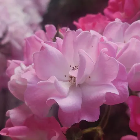 Apartamento Min Hisele, Ma Petite Maison Lingolsheim